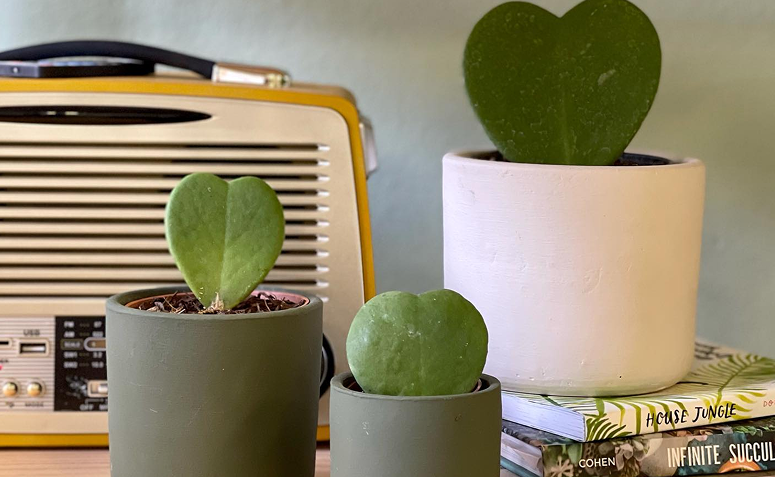 Foto de suculenta coracao hoya kerrii 002 - 1