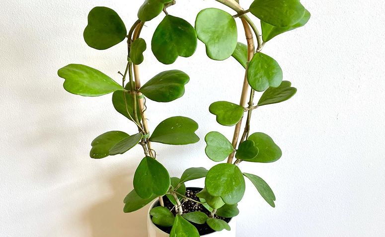 Foto de suculenta coracao hoya kerrii 003 - 2