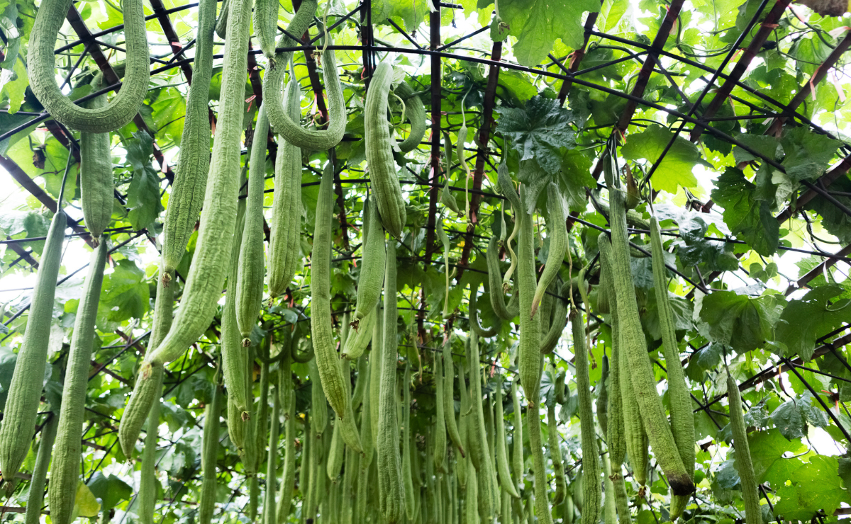 Fruto verde da planta Luffa cylindrica ainda no pé, que dá origem à bucha vegetal natural