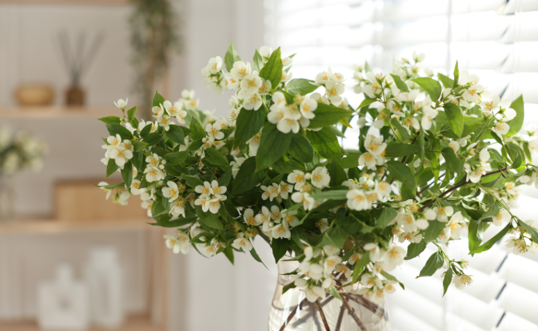 vaso de jasmim dentro de casa com flores brancas