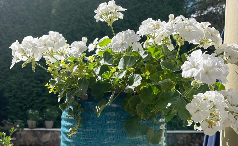 vaso com camélias brancas em varanda de casa