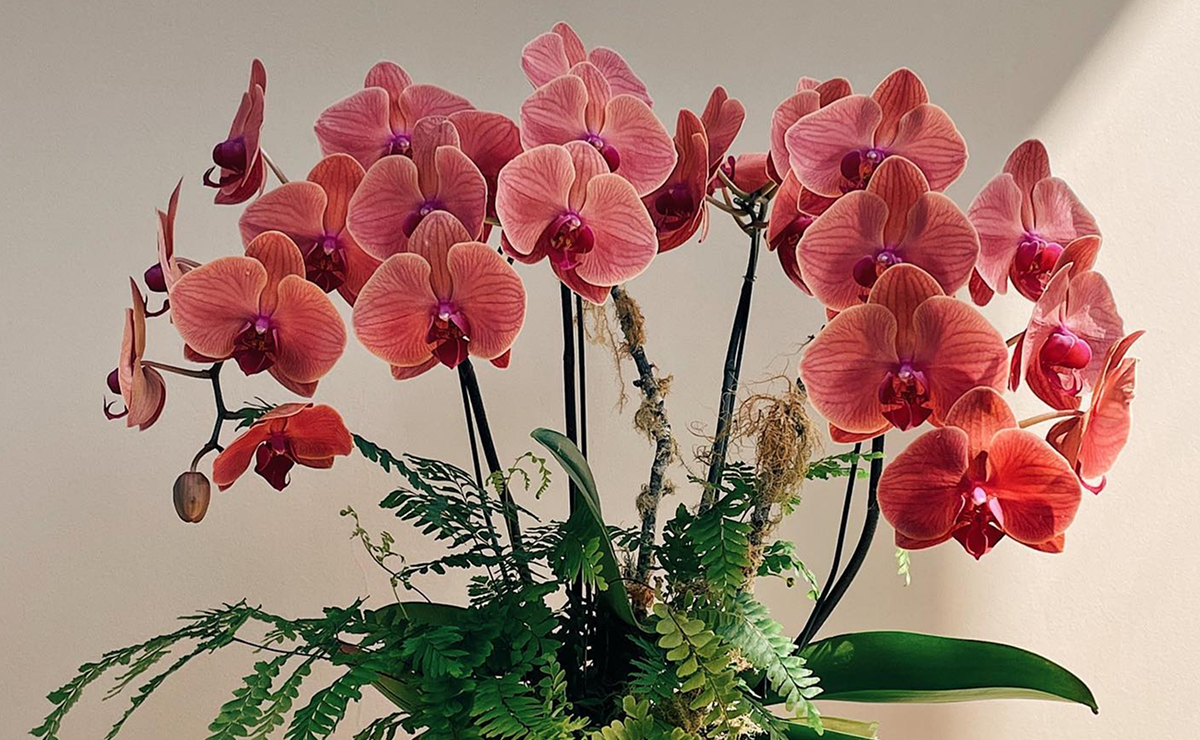 Por que minha orquídea não dá flor? Descubra os motivos e como resolver