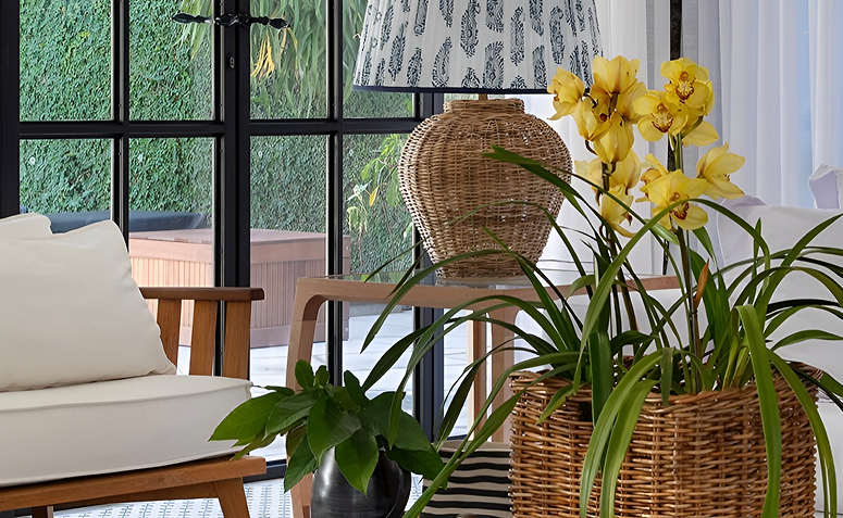 Foto de orquidea que nao da flor 02 1 - 1