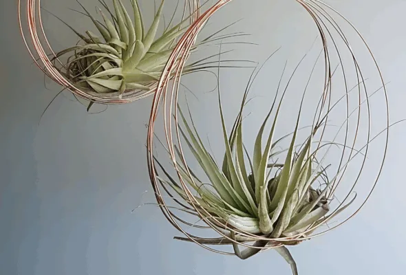 Tillandsias: as plantas que crescem sem terra e parecem flutuar