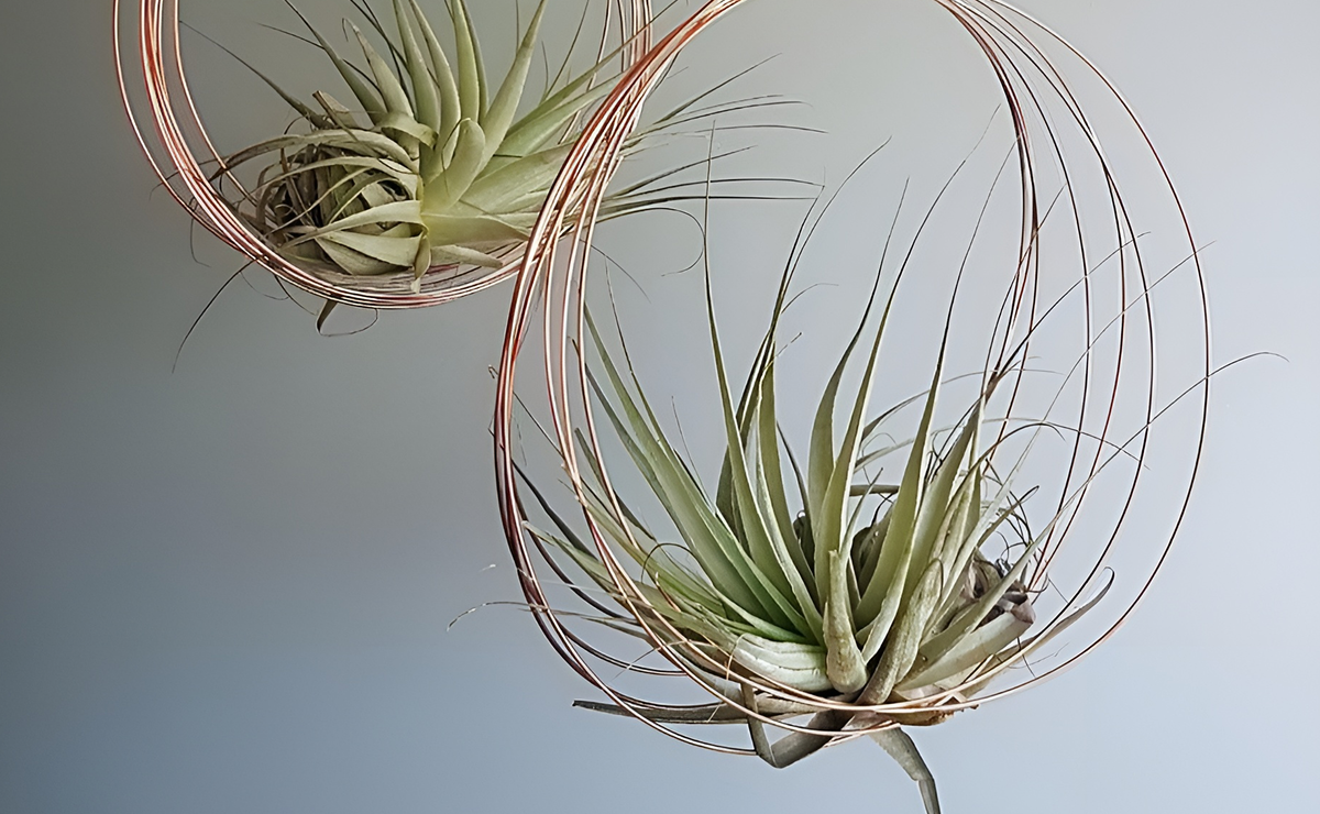 Tillandsias: as plantas que crescem sem terra e parecem flutuar
