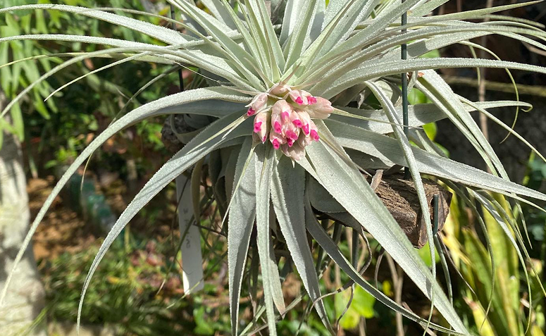 Tillandsia gardneri florida e fixada em tronco de madeira.