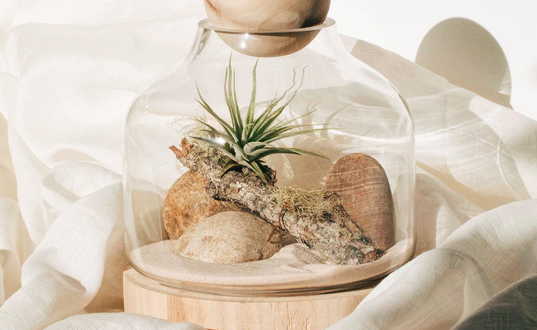 tillandsia em térrario de vidro com galhos e pedras.