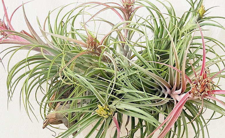 tillandsias floridas e com novos brotos para a reprodução