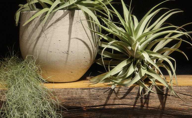 tillandsias ou plantas-do-ar em ambiente interno.