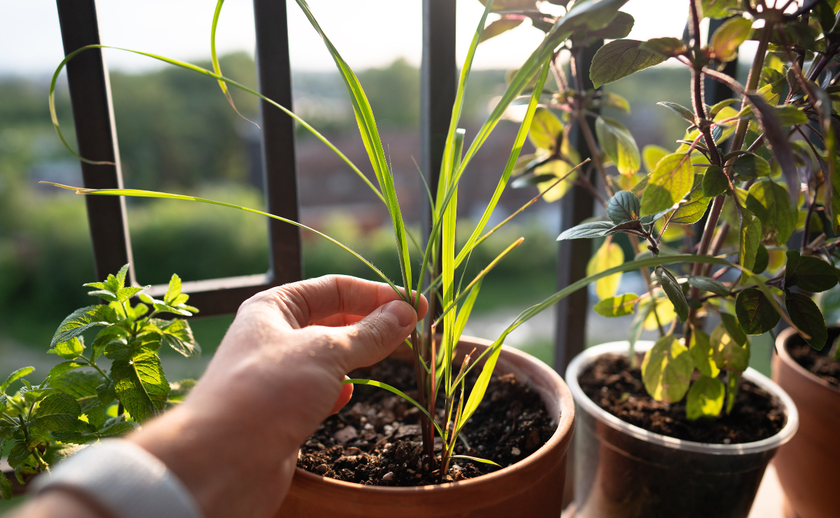Citronela: aprenda a cultivar em casa a planta que espanta insetos