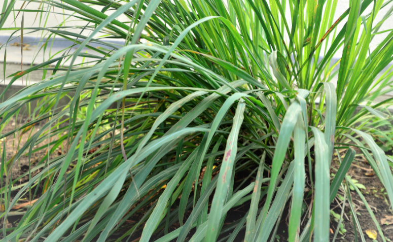citronela crescendo em touceira no jardim de casa