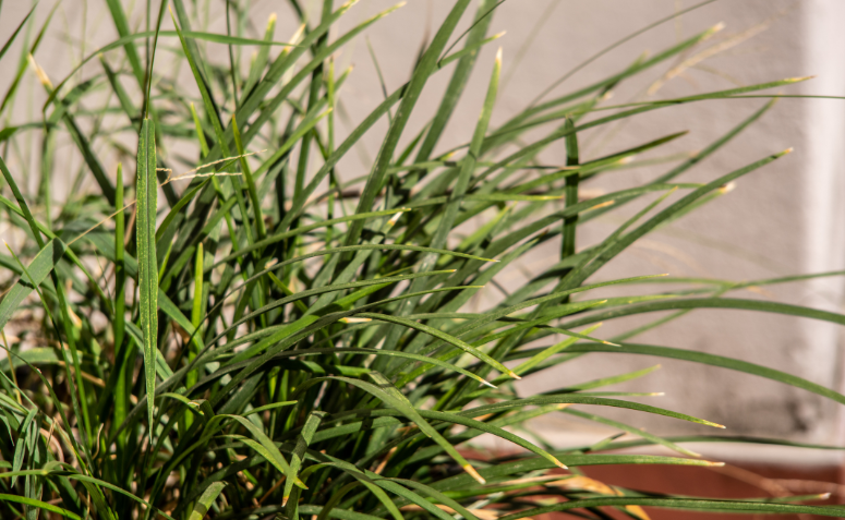 folhas verdes de citronela viva em ambiente natural, que liberam um aroma cítrico natural que ajuda a afastar mosquitos e outros insetos