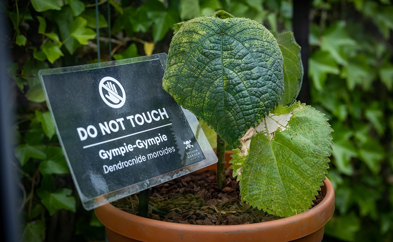 Planta venenosa Gympie Gympie com placa de aviso para não tocar no jardim venenoso de Alnwick