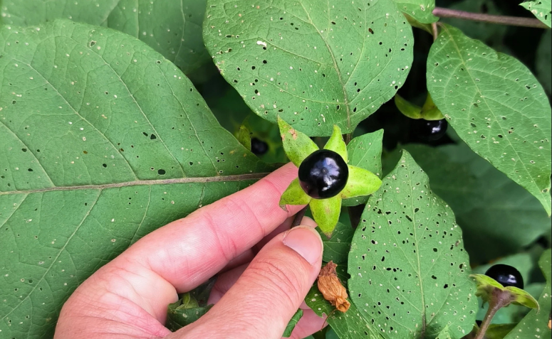 flor e folha da beladona planta encontrada no jardim venenoso de Alnwick e mortal