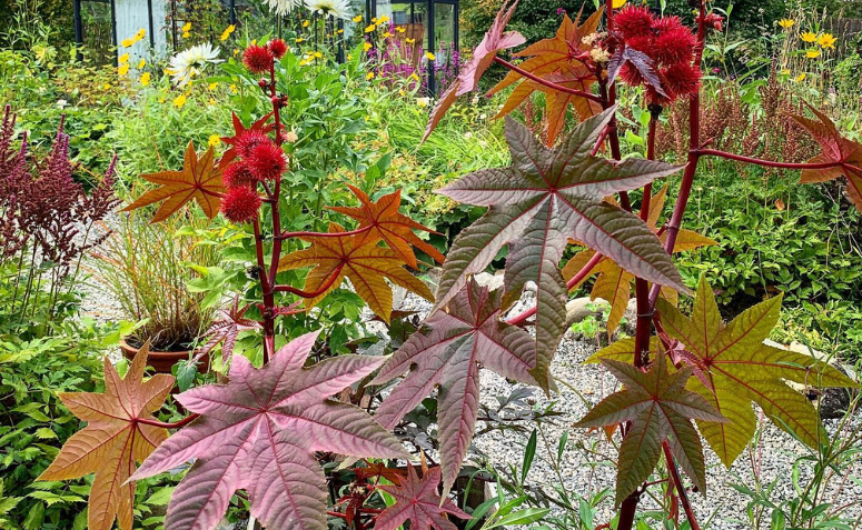 mamona sendo uma das plantas mortais que podem ser encontradas no brasil