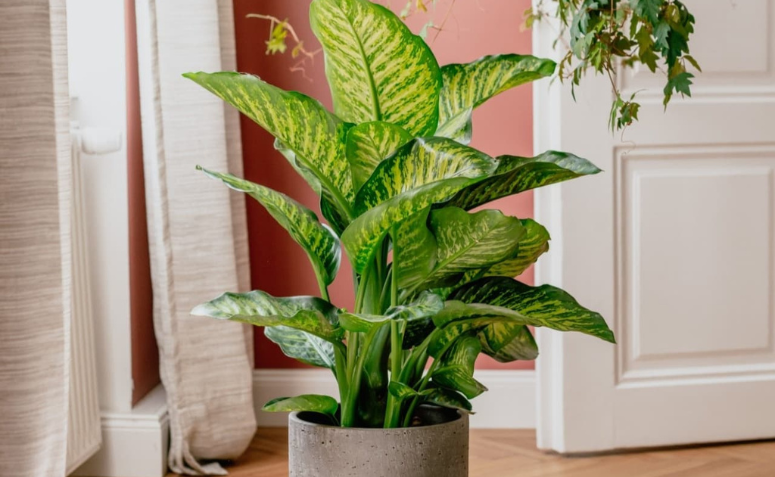  A comigo-ninguém-pode é uma planta muito utilizada nas casas brasileiras e também é encontrada no jardim venenoso de alnwick