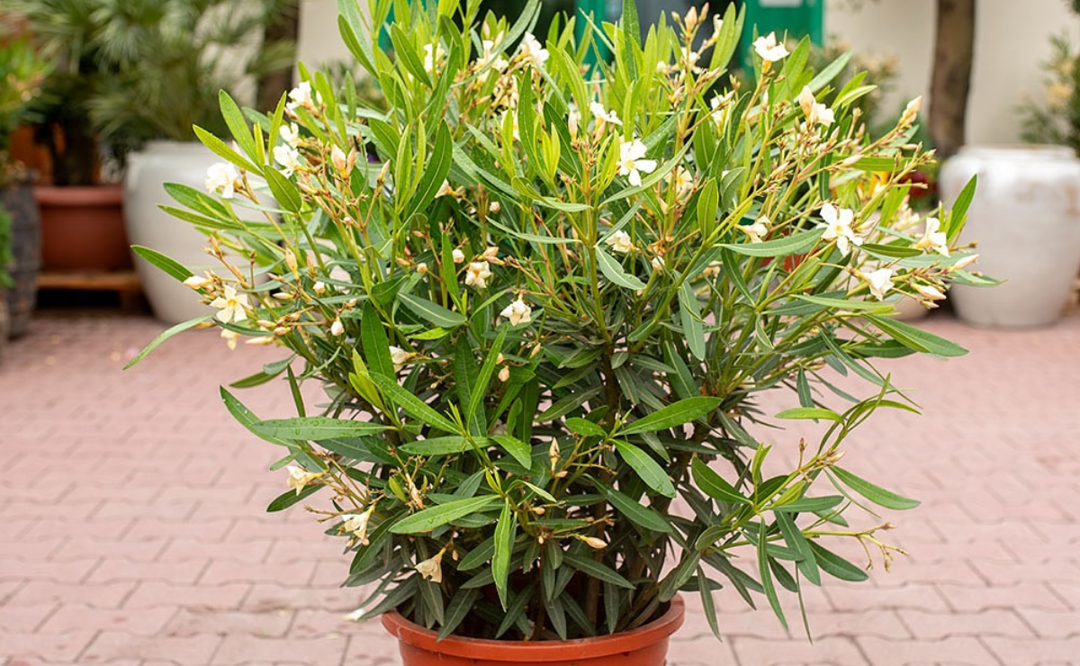 a espirradeira é uma das plantas tóxicas muito comuns aqui no brasil