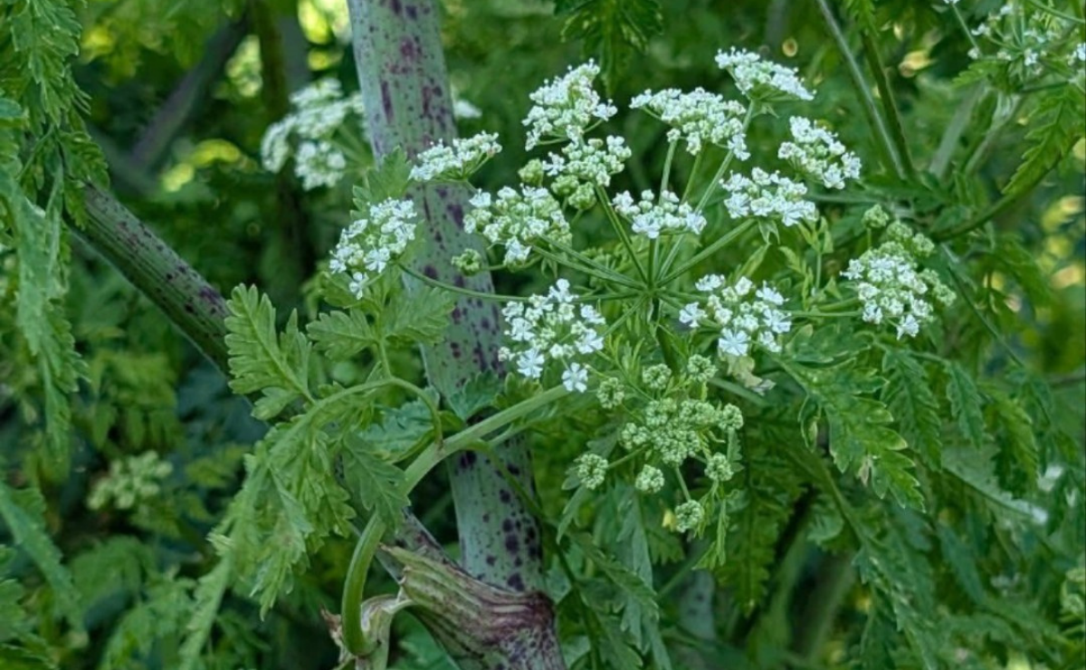 cicuta planta tóxica comum em regiões rurais