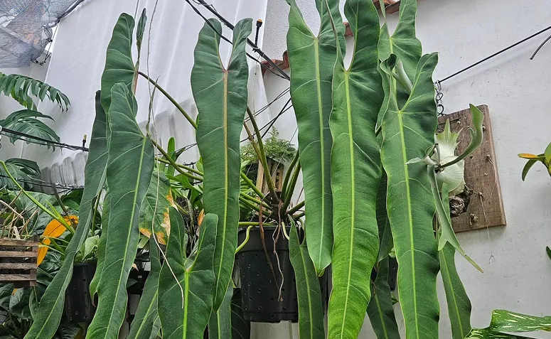 planta Philodendron spiritus-sancti cultivada em varanda de casa com luz indireta.