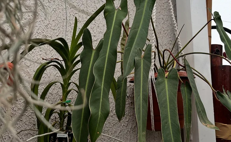 muda jovem de Philodendron spiritus-sancti plantada em vaso pequeno.