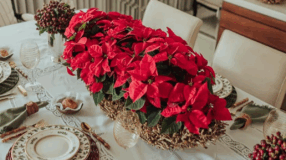 Foto de plantas natalinas 000 - 2