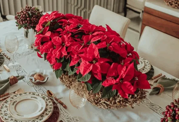 10 plantas para levar o clima e as cores do Natal ao seu lar