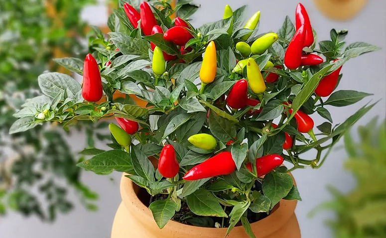 vaso de pimenteira ornamental com frutos vermelhos e alaranjados usado na decoração de Natal.