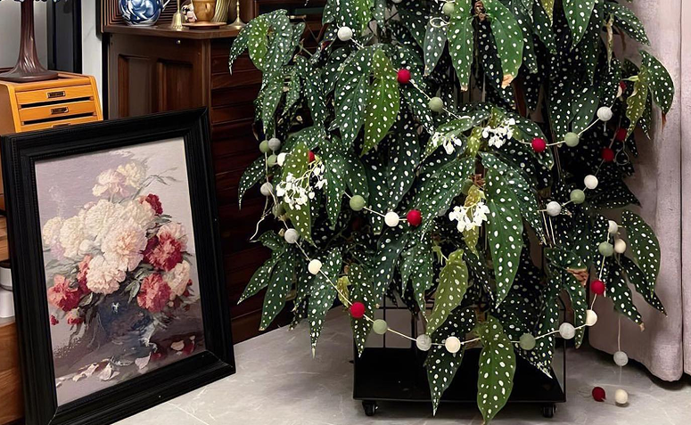 begônia maculata com folhas verdes estampada com bolinhas e enfeites de Natal. 