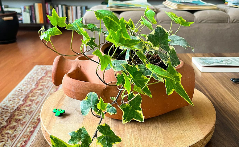 hera inglesa em vaso de cerâmica sobre a mesa, com folhas que podem ser usadas em guirlandas.