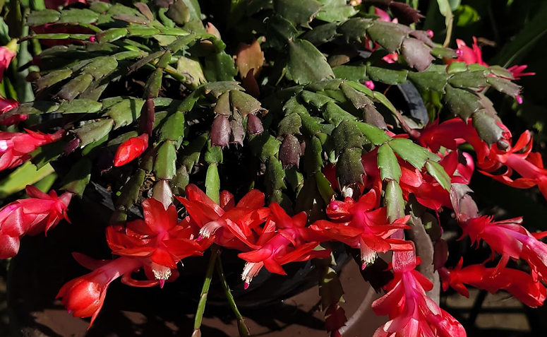 cacto de Natal, ou flor-de-maio, com flores vermelhas pendentes.