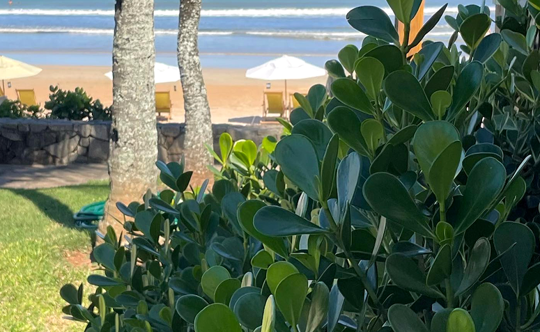 Cerca viva de clúsias formando um jardim de praia com folhagem verde e densa.