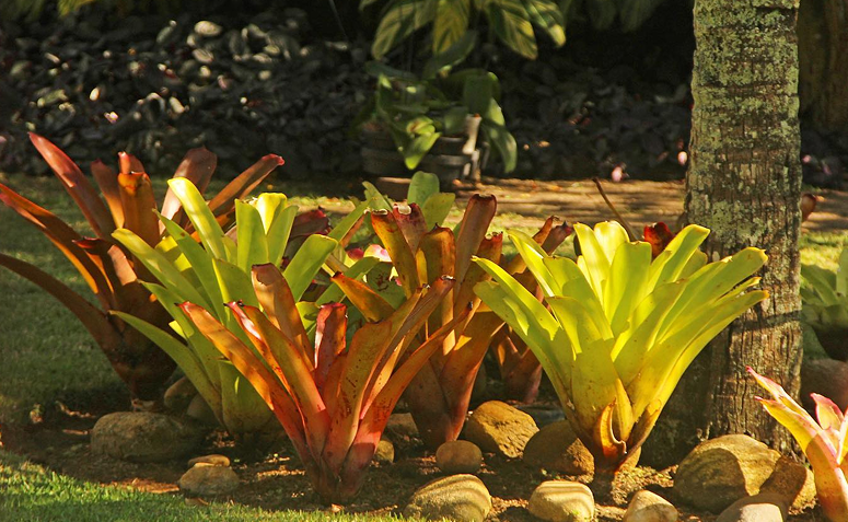 bromélias coloridas em jardim de casa à beira-mar resistente à maresia
