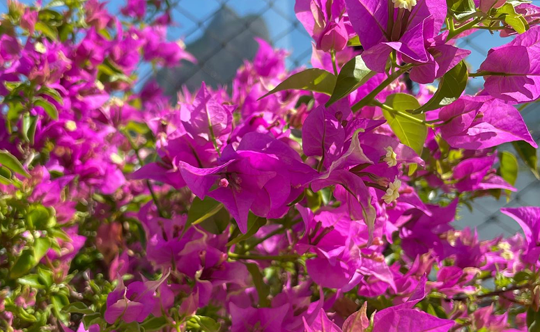 primavera com flores rosa em muro de casa de praia resistente à maresia.