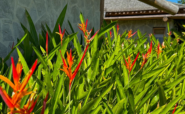 helicônia em jardim de praia com folhagem tropical resistente à maresia.