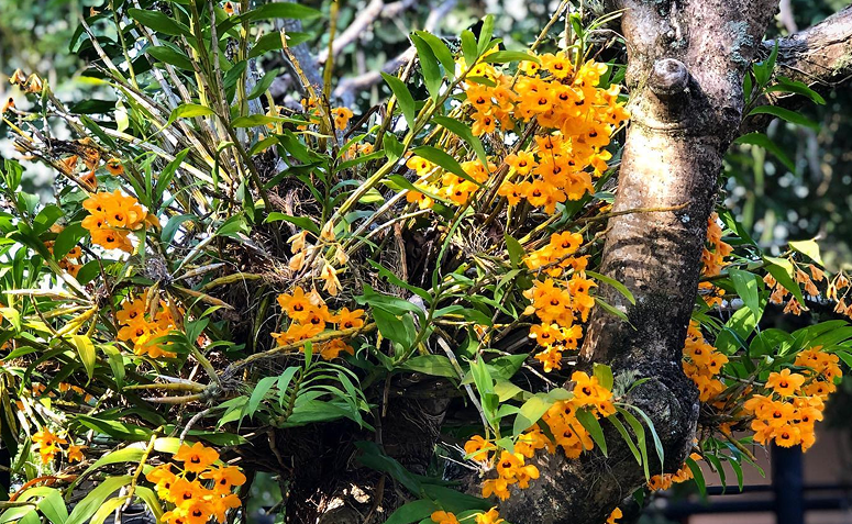 orquídeas floridas em árvore de praia com luz filtrada resistentes à maresia