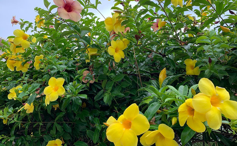 alamanda amarela em flor sobre cerca de casa de praia resistente à maresia.