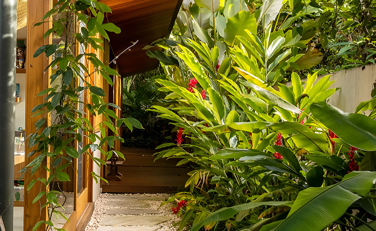 alpínia purpurata com flores vermelhas em jardim de casa de praia resistente à maresia.