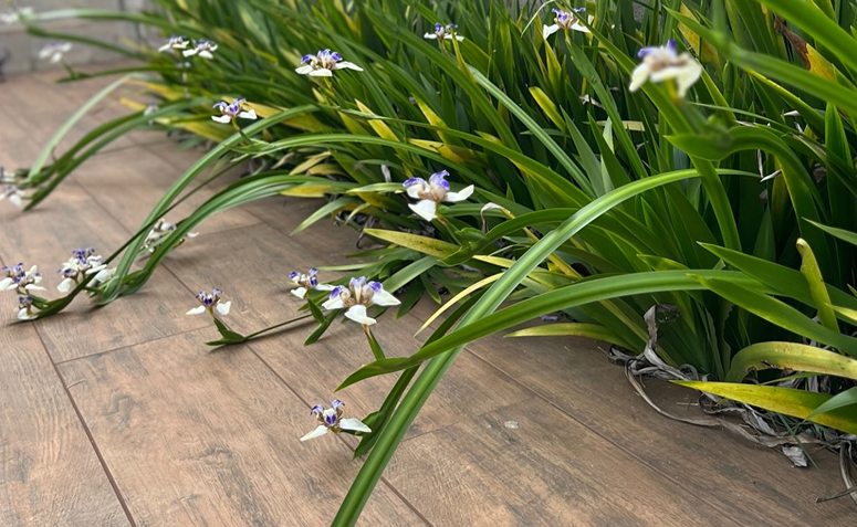 íris-da-praia com flores brancas em canteiro de casa litorânea resistente à maresia.