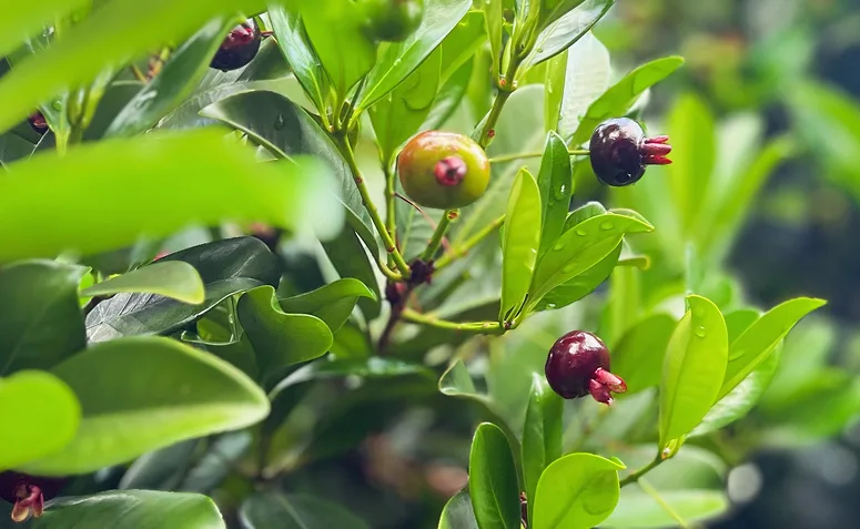 grumixama com copa verde e frutos escuros próximos ao tronco.