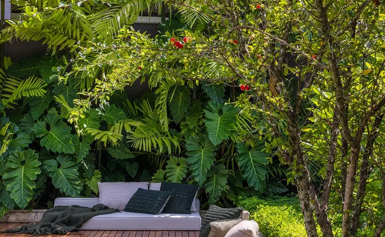 aceroleira em quintal residencial com frutos vermelhos e copa leve próxima a área pavimentada