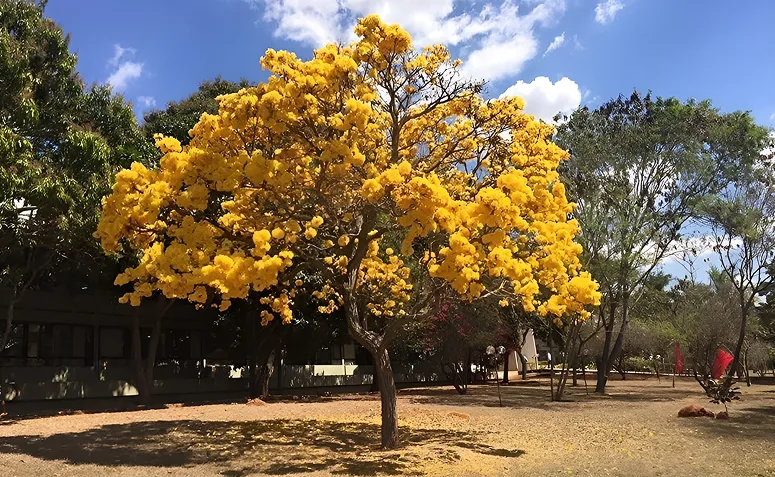 ipê-amarelo florido em quintal, com copa coberta por flores amarelas.