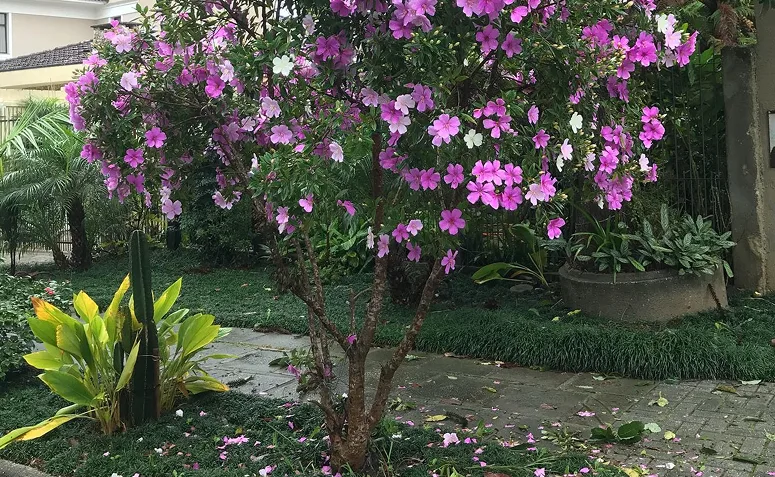 manacá-da-serra em jardim residencial com flores em tons de branco e roxo e piso próximo intacto.