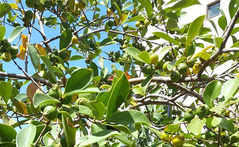 guabiroba, árvore sem raízes agressivas, cultivada em quintal com copa formada.