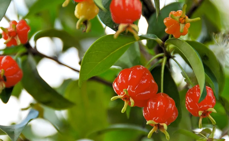 pitangueira com frutos vermelhos maduros em quintal residencial.