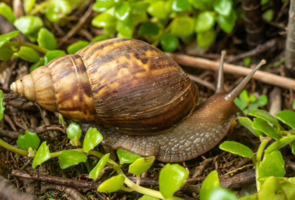 Como afastar caramujos do jardim e evitar infestações no quintal