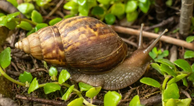 Como afastar caramujos do jardim e evitar infestações no quintal