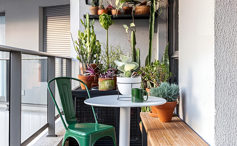 Cactos cultivados em vasos em varanda bem iluminada, exemplo de cuidados corretos com a planta