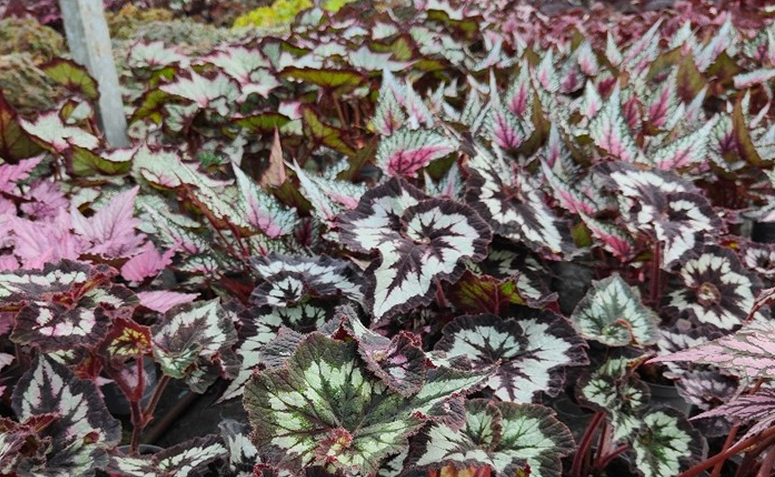 Begônia rex com folhas grandes e coloridas, mistura de verde, rosa e tons metálicos na decoração da casa.