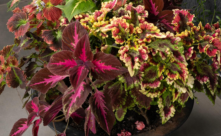Coleus com folhas coloridas em tons de roxo, vermelho e verde, planta ornamental de forte impacto visual.