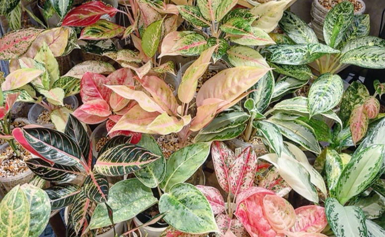 Aglaonema com folhas manchadas e tons rosados, folhagem resistente para decorar ambientes internos.